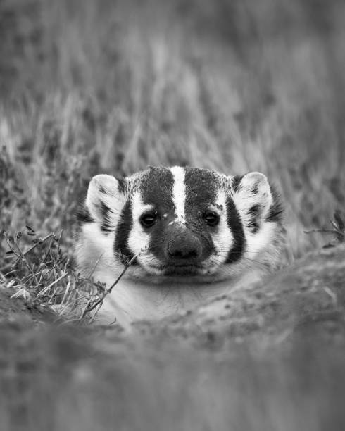 istock Face view of an American Badger 1468626431