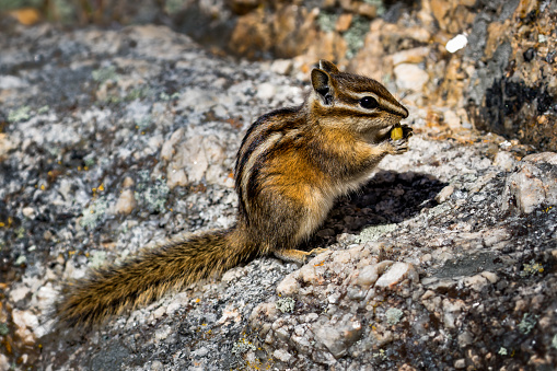 A chipmunk standing on its back feet surveys the area from atop a stone wall.
