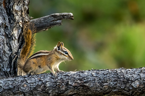 Least chipmunk eating on a pine branch