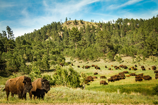 American Bison herd in the black hills