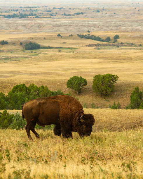 istock American Buffalo grazing on the prairie 1468626621