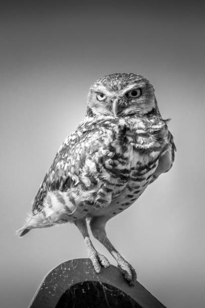 istock Burrowing Owl sitting on a sign in Black and White 1468626657