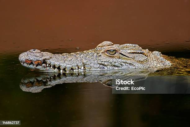 Nilkrokodil Stockfoto und mehr Bilder von Monster - Fiktionale Figur - Monster - Fiktionale Figur, Sumpf, Afrika