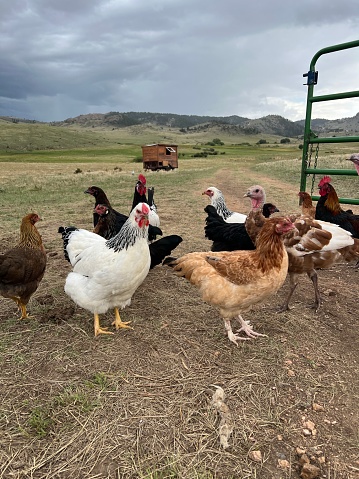 Chicken Flock in Colorado Pasture Raised and Free Range