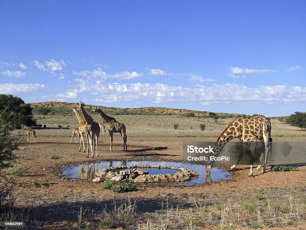 Giraffe Trinken - Lizenzfrei Trinken Stock-Foto