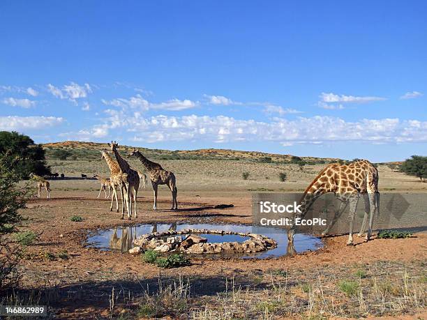 Giraffa Bere - Fotografie stock e altre immagini di Bere - Bere, Acqua, Africa
