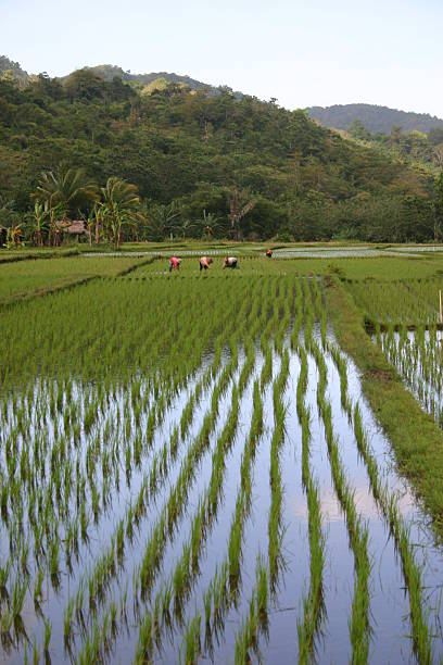 Rice paddy with farm workers stock photo