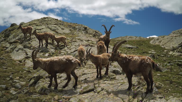 Family Of Ibex In The Alps