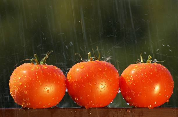 Three tomatoes stock photo