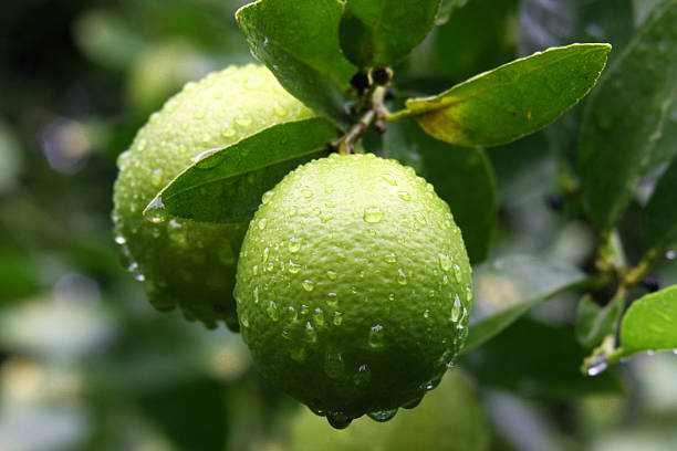 istock Limes in the Rain 146863150