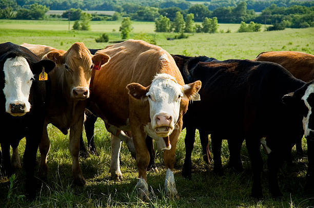 mooing vaca no pasto - nebraska midwest usa farm prairie imagens e fotografias de stock