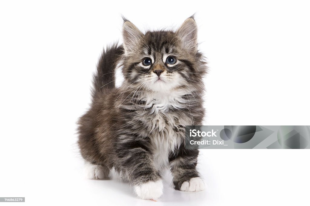 Filhote de Gato siberiano - Royalty-free Animal Foto de stock