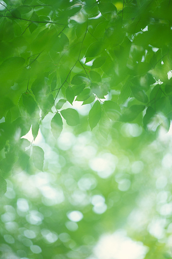 Abstract Images Of Fresh  Green Leaves In The Forest