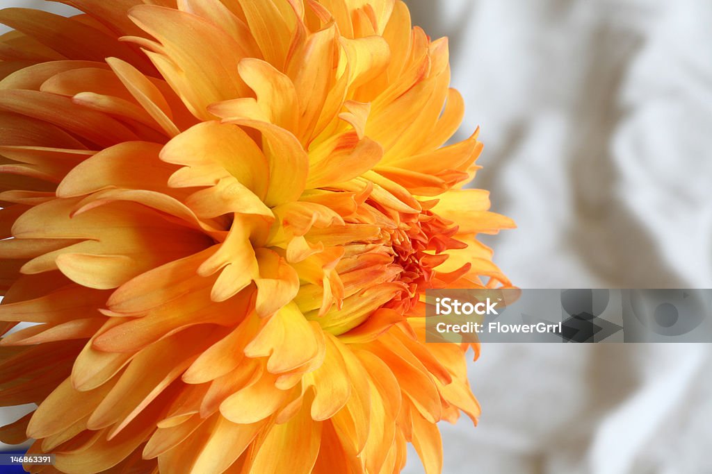 Dahlia'Conspicuous' - Photo de Arbre en fleurs libre de droits