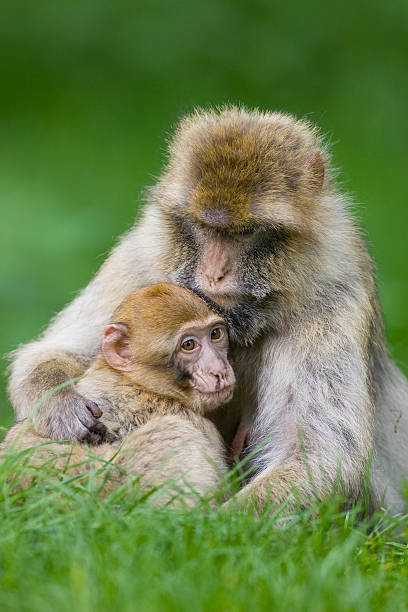 istock mother monkey holding her baby 146863407