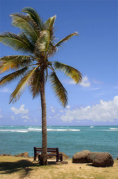 безмятежность - beach bench caribbean sea cloudscape стоковые фото и изображения