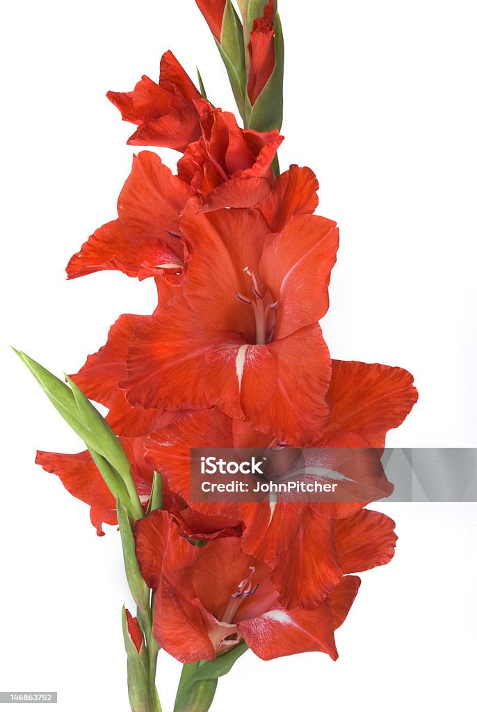 Gladiolo fiori - Foto stock royalty-free di Gladiolo