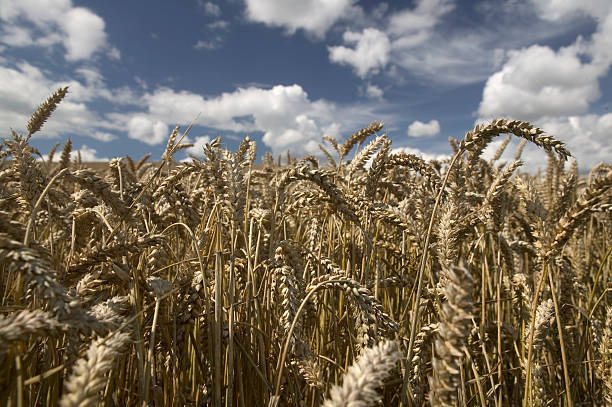 corn field stock photo