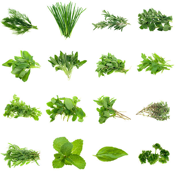 kräuter-kollektion - herb tarragon thyme parsley stock-fotos und bilder