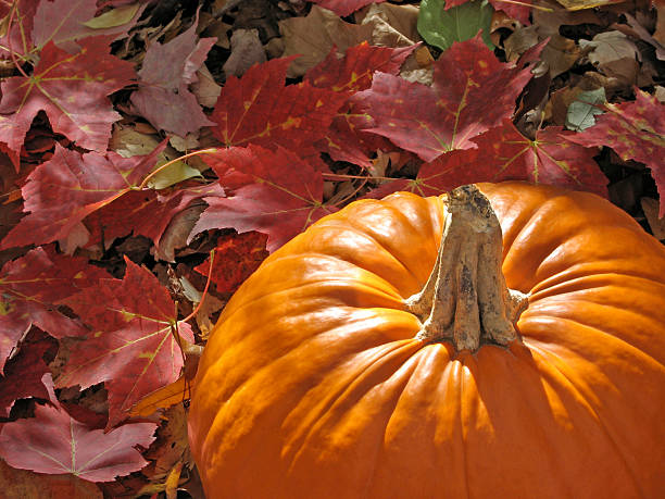 istock Pumpkin with colorful leaves 146863963