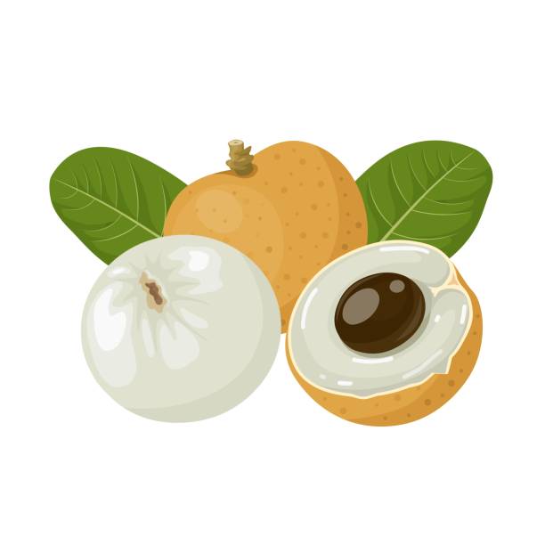 Longan fruit Vector illustration, longan fruit whole and in half, with green leaves, isolated on a white background. longan stock illustrations