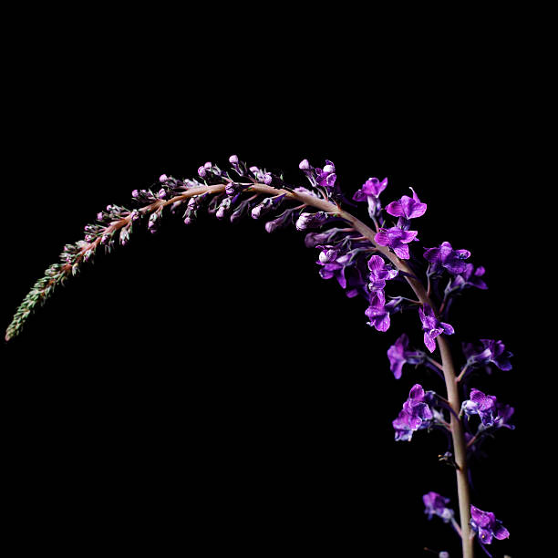 Purple flower stock photo