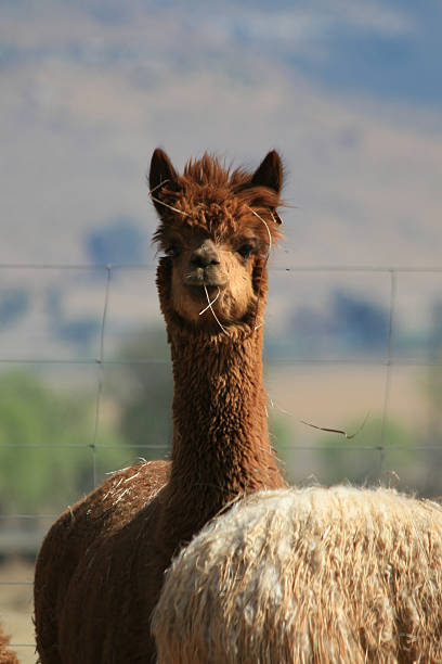 Paca Image 240+ Paca Animal Stock Photos, Pictures & Royalty-Free Images - iStock