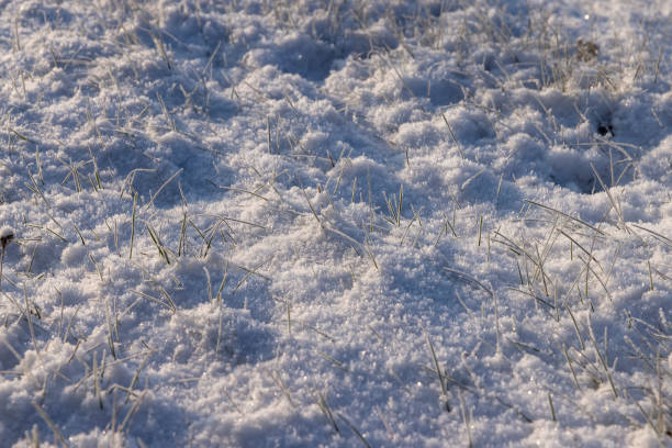 istock Grass covered with snow and ice in winter 1468642026