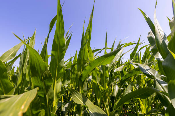 istock Green corn bushes in the field 1468642152