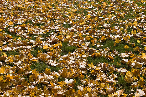 Carpet of maple yellow leaves on the grass. stock photo