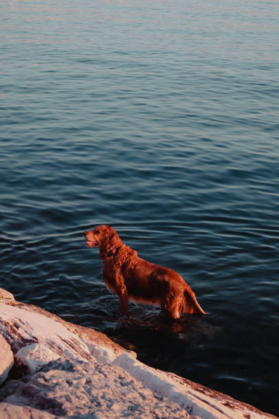 istock Seeing Animals in Istanbul 1468642398