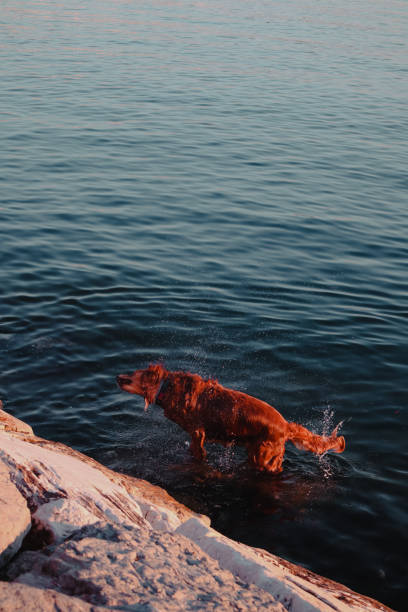 istock Seeing Animals in Istanbul 1468642423