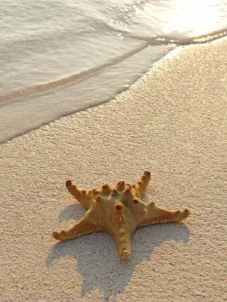 A starfish on a tropical beach in the morning sun