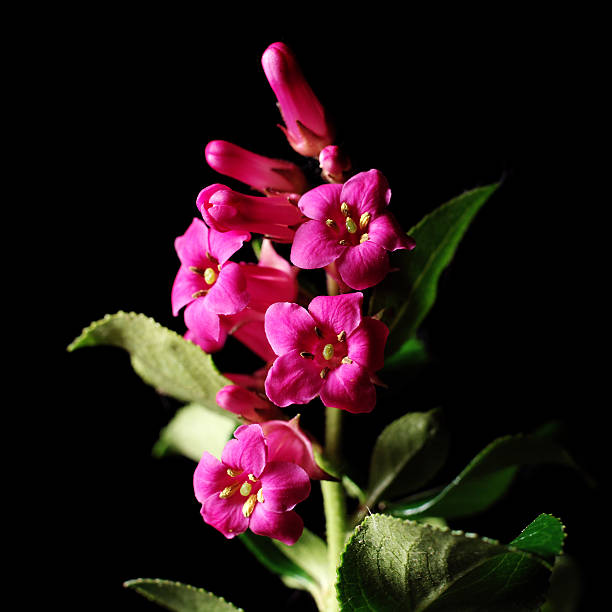Pink flower stock photo