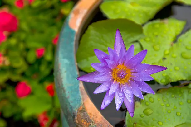 Water Lilly in a big flower pot