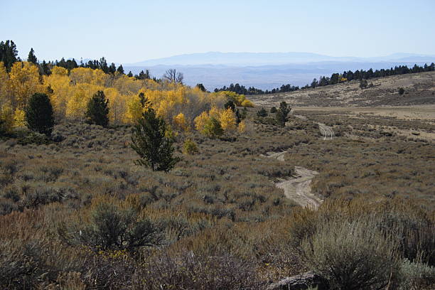 Jeep Trail -- Casper Mountain stock photo