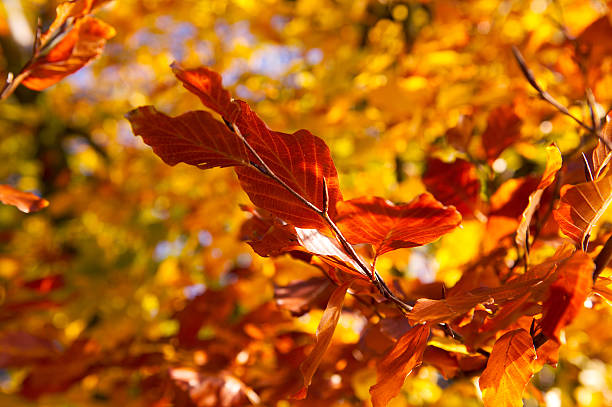 autumn colours stock photo