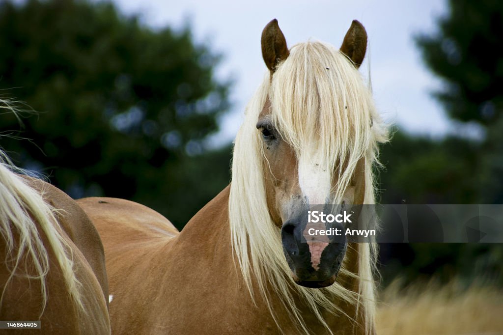 Haflinger A haflinger looking right into the camera Animal Stock Photo