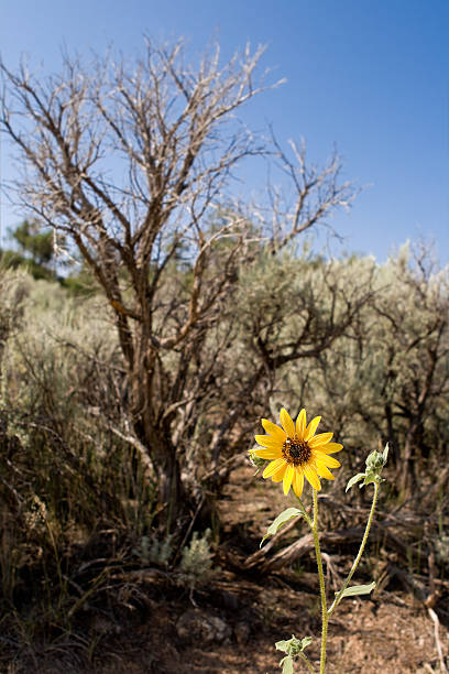 helianthus laetiflorus girasol, artemisia tridentata en nuevo méxico, desierto, cielo azul - single flower flower desert new mexico fotografías e imágenes de stock