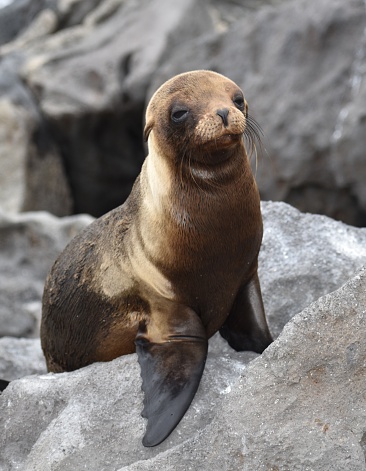 Baby sea lion sitting on rocks in Galápagos Islands