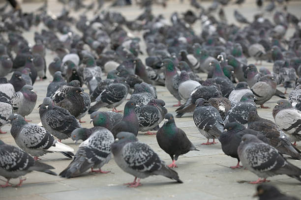 London pigeons stock photo