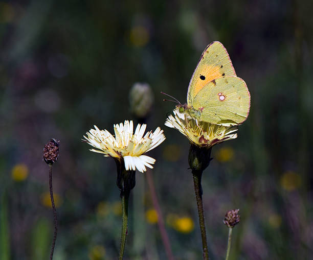 Butterfly - Clouded Sulphur stock photo