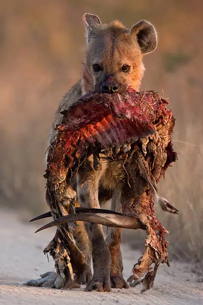 Photo of Spotted Hayena with bushbuck