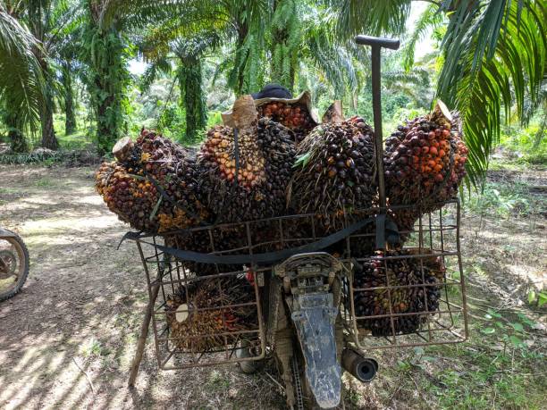 istock workers carrying oil palm on motorbikes 1468648656