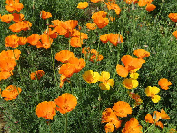 istock Japan. April. California poppies. 1468648994