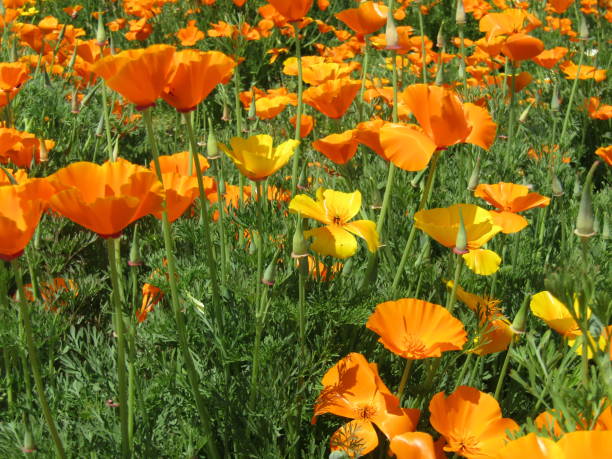 istock Japan. April. California poppies. 1468648999