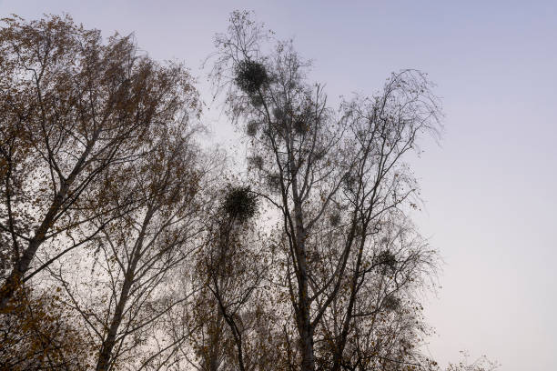 istock tree trunks without foliage in the autumn season 1468649045