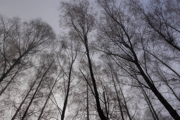 istock Bare deciduous trees in the autumn season in cloudy weather 1468649215