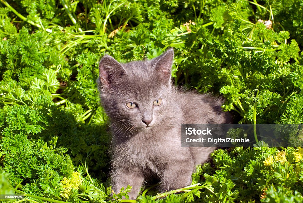 Jouant Chaton sur l'herbe - Photo de Animaux de compagnie libre de droits