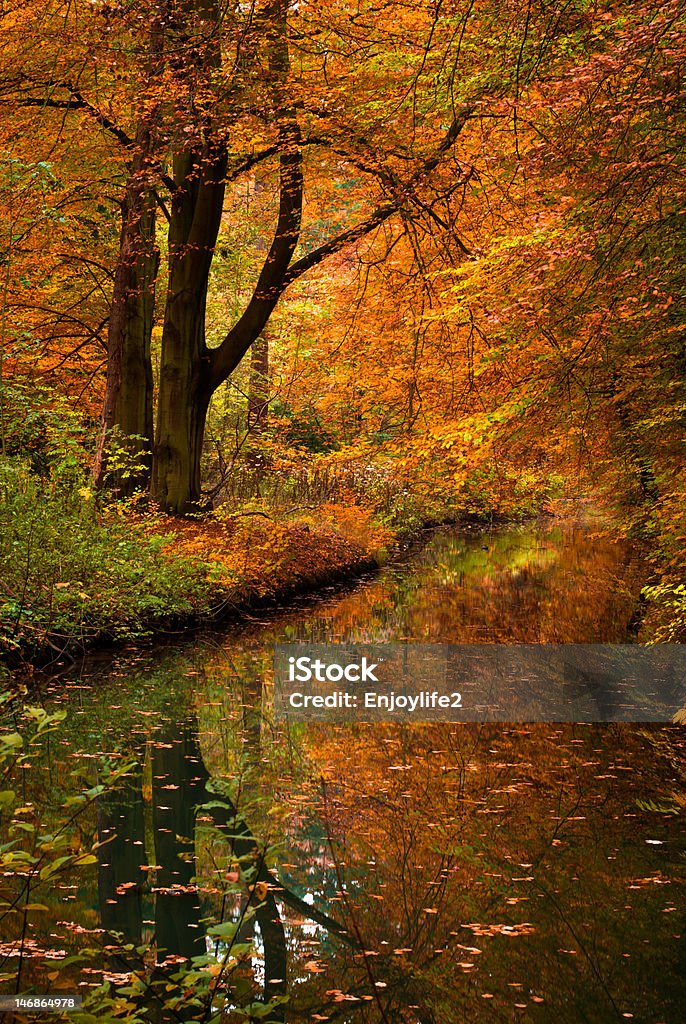 森の秋の色 - オレンジ色のロイヤリティフリーストックフォト